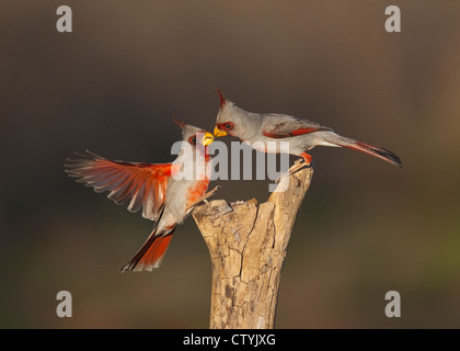 (Pyrrhuloxia Cardinalis sinuatus), maschi combattimenti, Starr County, Rio Grande Valley, South Texas, Stati Uniti d'America Foto Stock