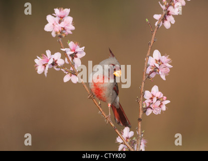 (Pyrrhuloxia Cardinalis sinuatus), maschio arroccato su blooming peach tree (Prunus persica) Starr County, Rio Grande Valley, Texas Foto Stock