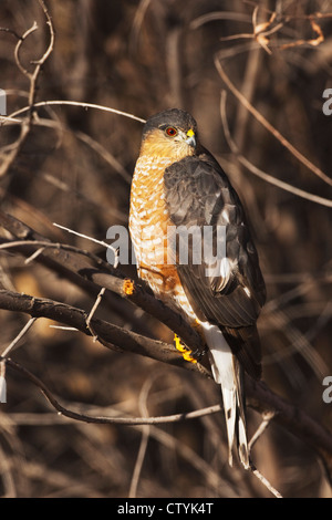 Sharp-shinned Hawk (Accipiter striatus) adulto arroccato, Bosque del Apache National Wildlife Refuge, nuovo Messico, STATI UNITI D'AMERICA Foto Stock