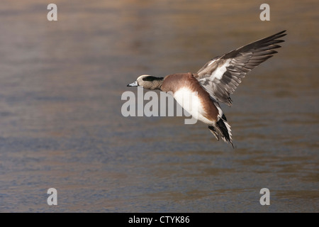 American Wigeon (Anas americana) adulto atterraggio, Bosque del Apache National Wildlife Refuge , Nuovo Messico, STATI UNITI D'AMERICA Foto Stock