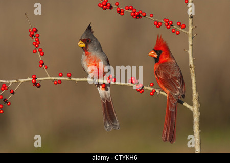 (Pyrrhuloxia Cardinalis sinuatus), maschio e nord del Cardinale, (Cardinalis cardinalis) mangiare Possum Haw (leccio decidua) bacche Foto Stock