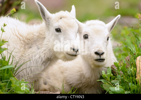 Ritratto di capre di montagna (Oreamnos americanus) gemelli, Northern Rockies Foto Stock