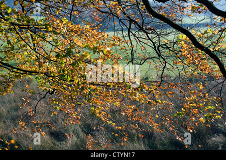 Faggio con foglie autunno Poynton cheshire england Foto Stock