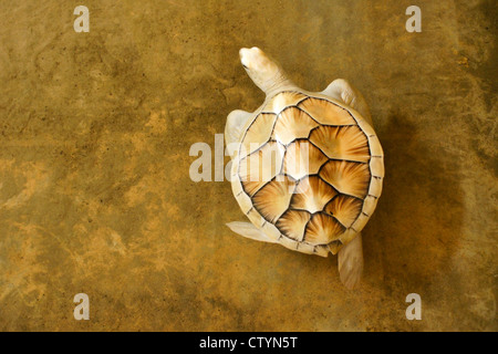 Albino tartaruga di mare, Kosgoda centro tartarughe, Kosgoda, Sri Lanka Foto Stock