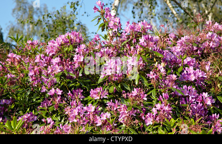 Cespugli di rododendro Richmond Park Surrey UK Foto Stock