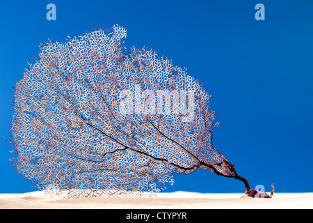 Essiccato Coral reef ventilatore di mare sulla sabbia. Foto Stock