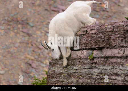 Una capra di montagna (Oreamnos americanus) si arrampica verso il basso da un masso, la regione settentrionale del Montana Foto Stock
