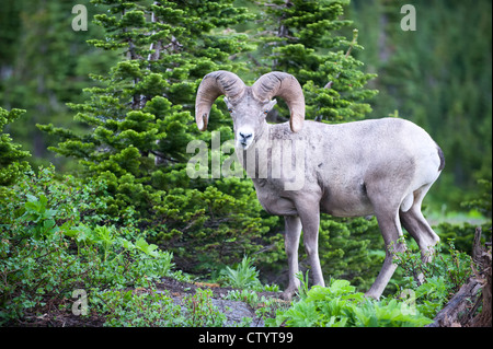 Bighorn Ram (Ovis canadensis), Northern Rockies Foto Stock