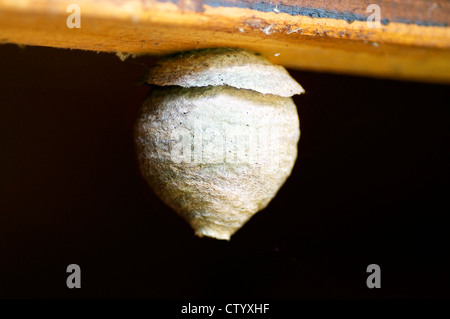 Nido di vespe comune, Vespula vulgaris, appeso a una tavola Foto Stock