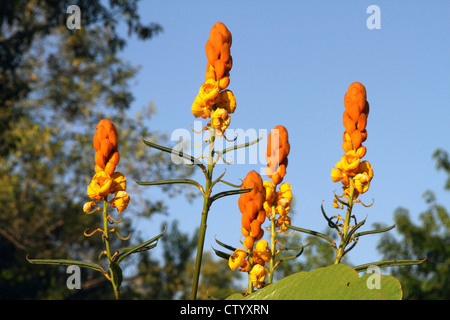 Close up esotico di fiori d'arancio Foto Stock