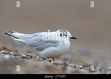 Little Gull (Hydrocoloeus minutus) Foto Stock