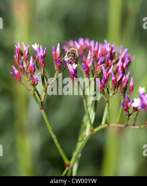 European miele delle api (Apis mellifera) su un limonio / perenne Statice blu (Limonium perezii) fiore. Foto Stock