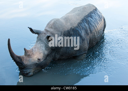 White Rhino (Ceratotherium simum) su terreni fangosi waterhole, Mkhuze Game Reserve, KwaZulu Natal Sud Africa Foto Stock