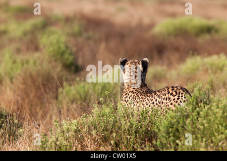 Femmina di ghepardo (Acinonyx jubatus), Phinda private game reserve Kwazulu Natal, Sud Africa, Giugno 2012 Foto Stock