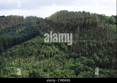 Pineta in Rheidol Valley vicino a Ponte Devils Ceredigion West Wales Foto Stock