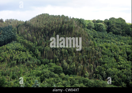 Pineta in Rheidol Valley vicino a Ponte Devils Ceredigion West Wales Foto Stock