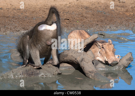 Warthog, (Phacochoerus aethiopicus), bere accanto al babbuino Chacma, Mkhuze Game Reserve, Sud Africa Foto Stock