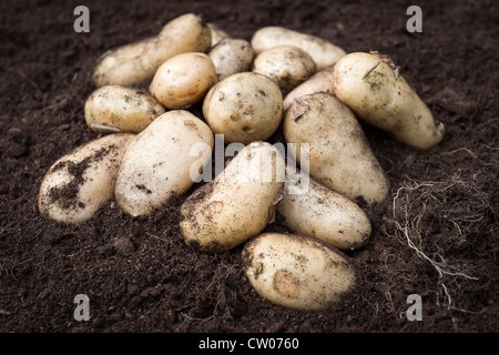 Appena raccolto di patate novelle Compost ricco suolo, UK. Foto Stock