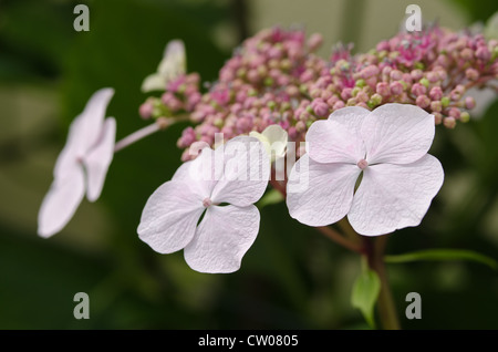 Le prime fasi del giapponese Hydrangea pianta fioritura close up Foto Stock