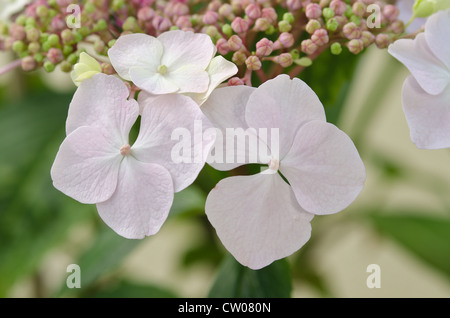 Le prime fasi del giapponese Hydrangea pianta fioritura close up Foto Stock