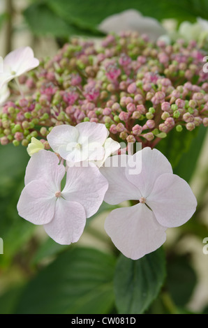 Le prime fasi del giapponese Hydrangea pianta fioritura close up Foto Stock