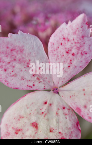 Le prime fasi del giapponese Hydrangea pianta fioritura close up Foto Stock