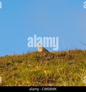 Un prato Pipit ( Anthus pratensis ) nel Regno Unito Foto Stock