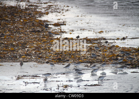 Sanderlings (Calidris alba) alimentazione su una spiaggia. Foto Stock