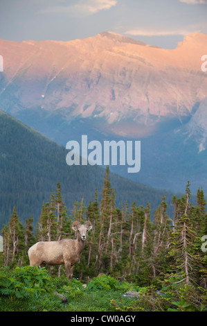 Bighorn Ram (Ovis canadensis) con uno sfondo di montagne, il Glacier National Park Montana Foto Stock