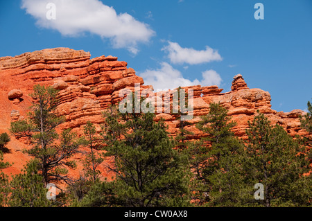 USA Utah, Rosso Canyon in Dixie National Forest vicino al Parco Nazionale di Zion. Foto Stock