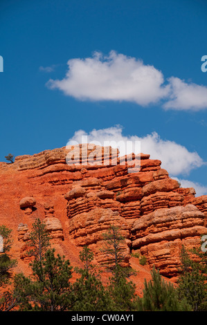 USA Utah, Rosso Canyon in Dixie National Forest vicino al Parco Nazionale di Zion. Foto Stock