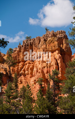 USA Utah, Rosso Canyon in Dixie National Forest vicino al Parco Nazionale di Zion. Foto Stock