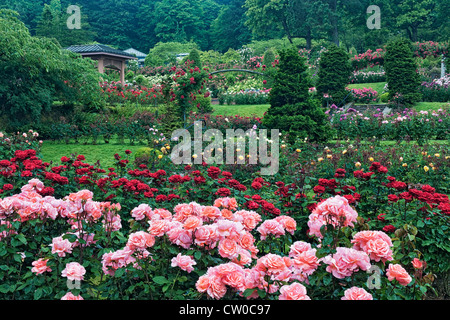 Il Portland International Rose Test Garden a Washington Park visualizza 7.000 piante di rose e 550 varietà di rose. Foto Stock