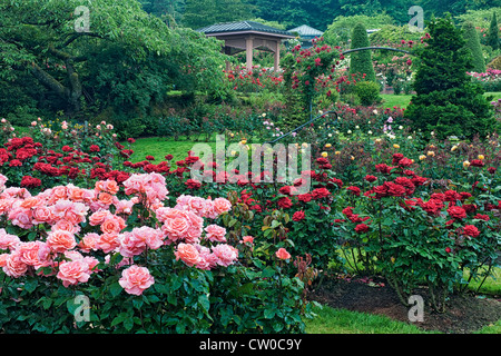 Il Portland International Rose Test Garden a Washington Park visualizza 7.000 piante di rose e 550 varietà di rose. Foto Stock