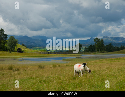 Saggio Een Tarn sulle altezze Claife, South Lakeland, Parco Nazionale del Distretto dei Laghi, Cumbria, England Regno Unito Foto Stock