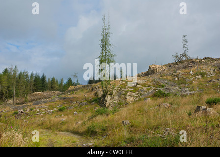 Abbattimento degli alberi su Claife altezze, sopra il lago di Windermere, Parco Nazionale del Distretto dei Laghi, Cumbria, England Regno Unito Foto Stock