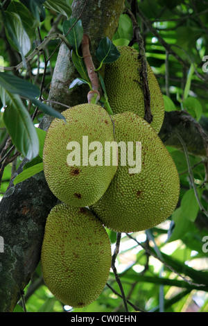 Jack Artocarpus frutta hetorophyllus cresce sull'albero Foto Stock