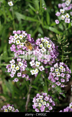 European miele delle api (Apis mellifera) sul dolce Alyssum Royal moquette (Lobularia maritima) fiori. Foto Stock