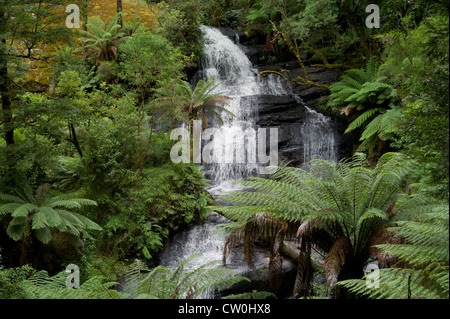 La stupefacente foresta pluviale foresta scena. Felci Giganti e spettacolare cascata nelle Otway Ranges National Park, Australia Foto Stock