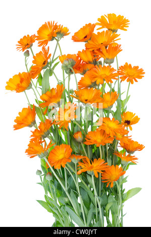 Grande boccola arancione di erba medica Calendula fiori su sfondo letto . Isolato, il fuoco selettivo Foto Stock