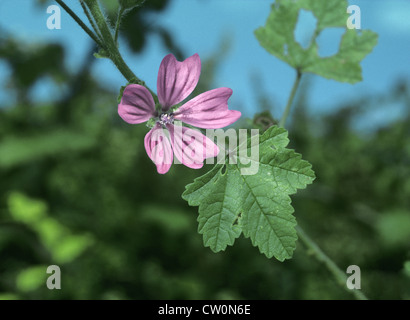 Comune di Malva Malva Sylvestris Foto Stock
