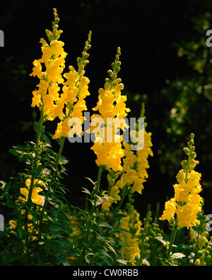 Bocca di leone gialla Antirrhinum majus Foto Stock