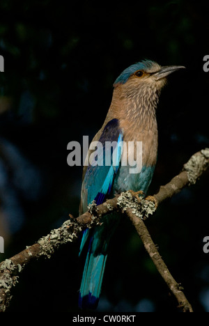 Il fiero rullo indiano uccello dello stato del Karnataka appollaiato su un pesce persico del legno in tutto il suo splendore a Bandipur National Park tiger Foto Stock