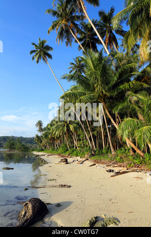 Deserto tropical Palm tree orlata Beach nella Baia di Lagundri, isola di Nias, il nord di Sumatra Foto Stock