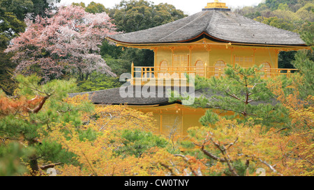 Parte superiore del tempio d'oro Padiglione, Kinkakuji, con colori d'autunno alberi a Kyoto, Giappone Foto Stock