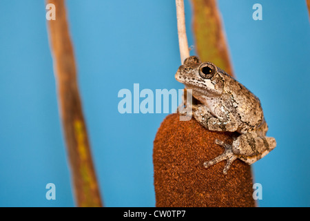 Gray Treefrog (Hyla versicolor) Foto Stock