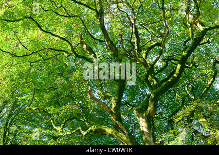 La tettoia di un bosco di faggi con foglie verdi visto da sotto Foto Stock