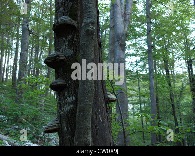 Staffa funghi (Fomes fomentarius) su un albero nel bosco Foto Stock