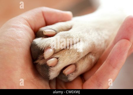 Cane e uomo Holding Hands (zampe) Foto Stock