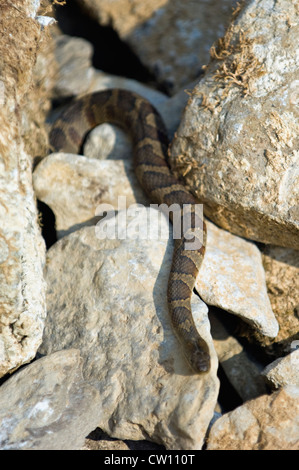 Acqua settentrionale serpente strisciare tra roccia su un flusso nella primavera del Mulino del parco statale in Indiana Foto Stock